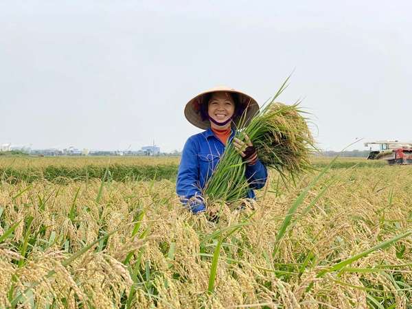 Gạo sạch, xuất khẩu gạo Việt Nam