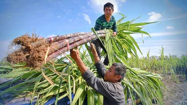 Triển vọng Đường Quảng Ngãi: Vị ngọt từ cây mía