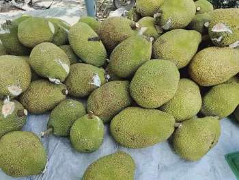 Mít miền Tây rớt giá thê thảm, đại hạ giá 1.000 đồng/kg vẫn ế