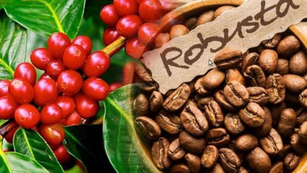 Giá cà phê Robusta neo đỉnh lịch sử: Tâm điểm của thị trường hàng hóa nguyên liệu