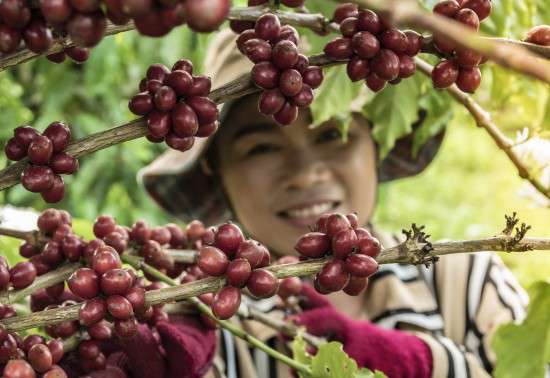 Giá cà phê hôm nay, 1/2/2024: Giá cà phê trong nước gần 80.000 đồng/kg