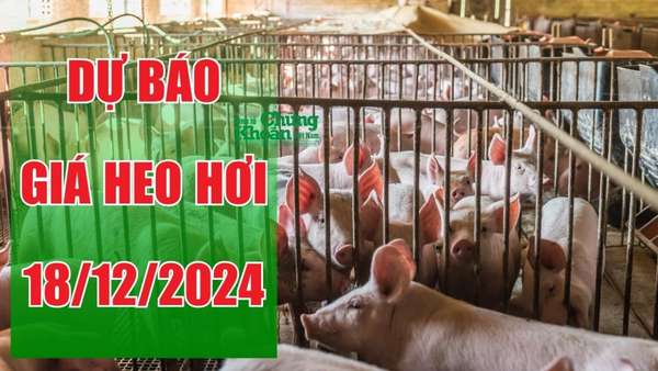 Dự báo giá heo hơi ngày 18/12/2024: Ổn định trên diện rộng, tín hiệu tích cực cuối năm?