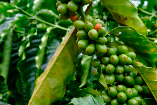 Kim ngạch xuất khẩu cà phê Việt Nam có cơ hội duy trì mức 4 tỷ USD.