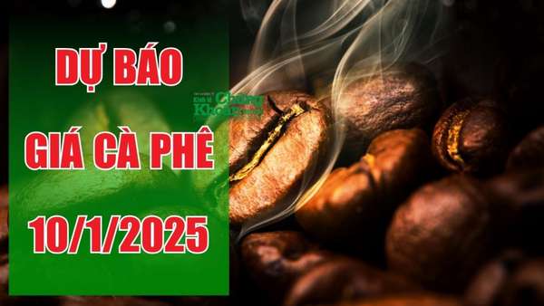 Dự báo giá cà phê ngày 10/1/2025: Cơ hội đột phá đầu năm, đà tăng sẽ tiếp tục?