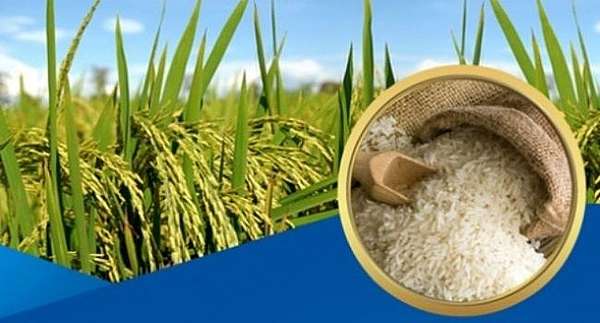 Thủ tướng chỉ thị đảm bảo vững chắc an ninh lương thực, thúc đẩy sản xuất, xuất khẩu gạo bền vững.