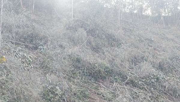 Lâm Đồng: Bắt giữ đối tượng phá hơn 1,6ha rừng để làm nương rẫy