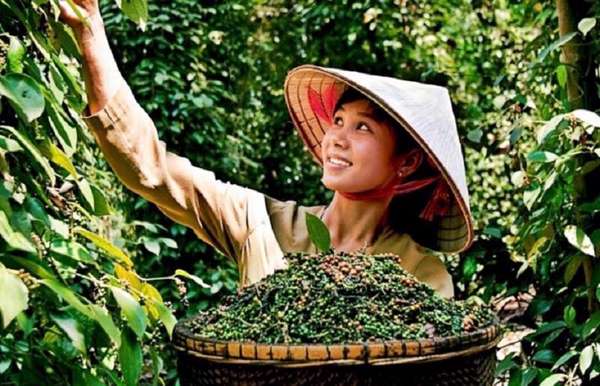 giá hồ tiêu
