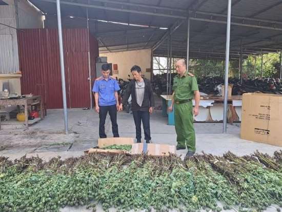 Hà Giang: Tạm giữ hình sự đối tượng trồng 1.390 cây thuốc phiện