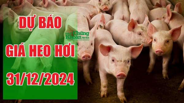 Dự báo giá heo hơi ngày 31/12/2024: Chờ tín hiệu mới ngày cuối năm