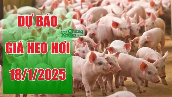 Dự báo giá heo hơi ngày 18/1/2025: Thị trường tiếp đà giảm?