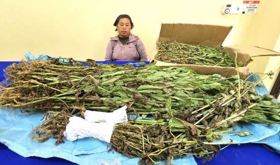 Lào Cai: Bắt đối tượng trồng gần 800 cây thuốc phiện trong vườn rau cải