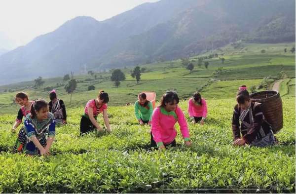 Lai Châu: Tìm thị trường bền vững cho các sản phẩm chè