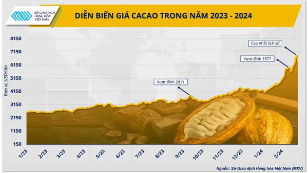 Thị trường ca cao thế giới đang tạo nên bước ngoặt mới, kỷ nguyên mới