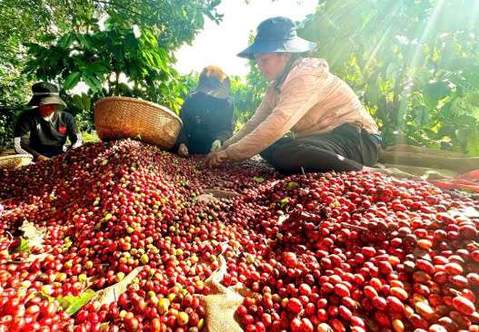 Cà phê Brazil khan hiếm, giá cà phê Việt Nam liệu có 'bùng nổ'?