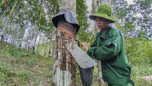 Ảnh bài viết