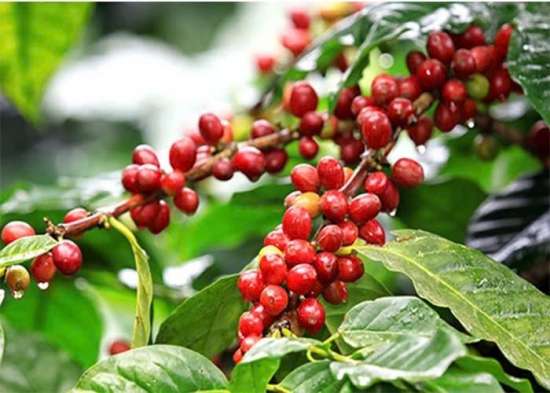 Giá cà phê hôm nay 26/12/2024: Arabica tăng kỷ lục, Tây Nguyên ổn định