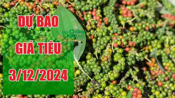 Dự báo giá tiêu ngày 3/12/2024: Trong nước và quốc tế đồng loạt bứt phá?