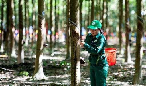 Giá "vàng trắng" được dự báo leo thang, nhiều DN cao su hưởng lợi