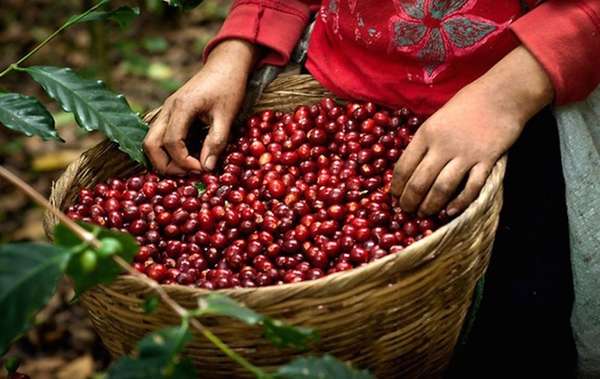 Giá cà phê hôm nay 10/12: Giá cà phê trong nước cao nhất 41.000 đồng/kg