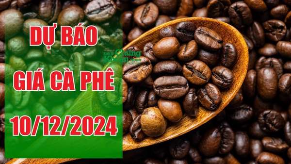 Dự báo giá cà phê ngày 10/12/2024: Liệu thị trường có thể phục hồi?