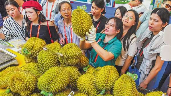 Vì sao người Trung Quốc chọn sầu riêng Việt làm quà Tết?