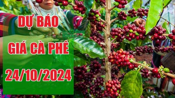 Dự báo giá cà phê ngày 24/10/2024: Tiếp đà đi xuống, giá cà phê Đắk Nông giảm mạnh nhất