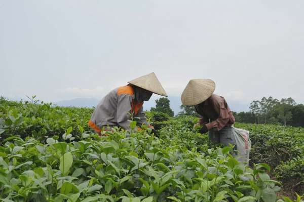 Quảng Ninh: Tăng cường quảng bá, nâng cao giá trị chè Hải Hà