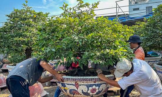 TP Hồ Chí Minh: Thị trường trầm lắng, người trồng mai “đứng ngồi không yên”