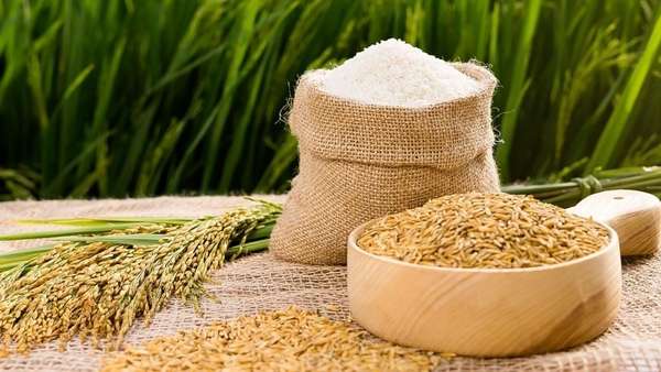 Giá lúa gạo hôm nay ngày 24/4: Nhu cầu mua lúa Hè Thu cao, giá biến động trái chiều