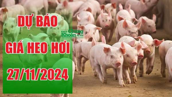 Dự báo giá heo hơi ngày 27/11: Phân hóa rõ rệt giữa các khu vực