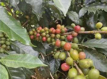 Giá cà phê Robusta giảm nhẹ về mức 5.717 USD/tấn