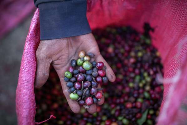 Quả cà phê được nông dân Việt Nam thu hoạch. Nguồn ảnh: Maika Elan, Bloomberg