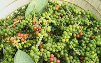 Nhập khẩu hồ tiêu tăng mạnh: Chuyên gia nói gì?