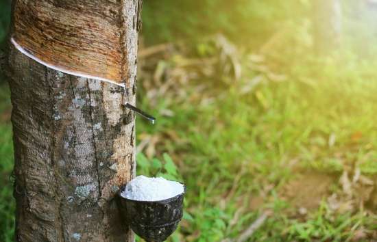 Giá cao su ngày 28/5/2024: Tăng cao nhất trong 7 năm qua