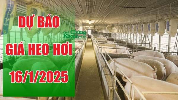 Dự báo giá heo hơi ngày 16/1/2025: Sẽ tăng nhẹ dịp Tết?