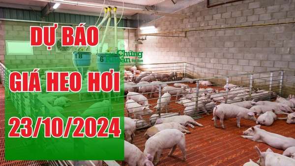 Dự báo giá heo hơi ngày 23/10/2024