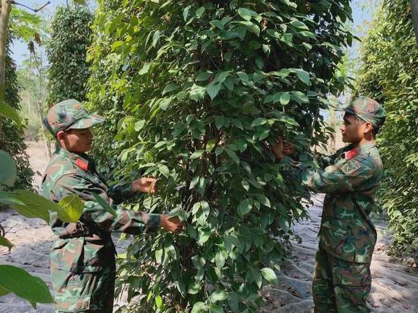 Ảnh bài viết