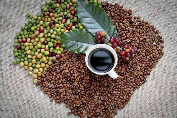 Giá cà phê hôm nay, 13/4: Giá cà phê trong nước tăng gần 1.000 đồng/kg