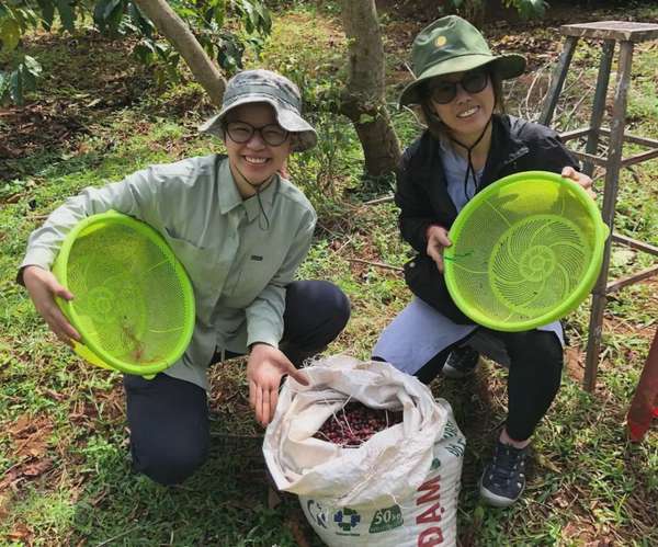 Dự báo giá cà phê ngày mai 18/1/2025 tăng 1000 đồng/kg