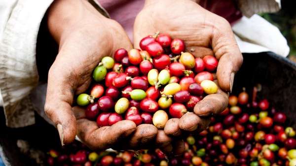 Giá cà phê hôm nay 17/11: Giảm nhẹ tại các tỉnh Tây Nguyên, Arabica tiếp tục giữ mức cao kỷ lục