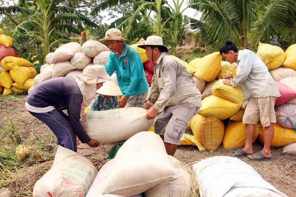 Giá lúa gạo hôm nay ngày 5/2: Lúa Đông Xuân cắt sau Tết, nông dân chào giá tăng