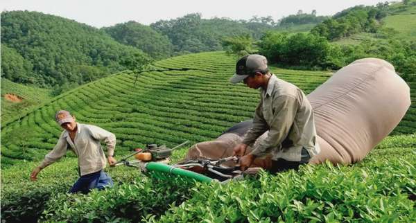 Ảnh bài viết