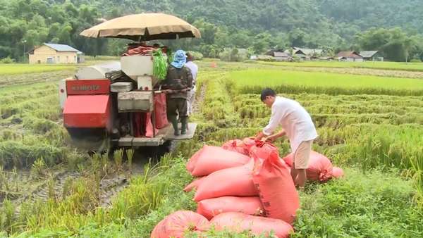 Giá lúa gạo hôm nay ngày 23/11: Giá gạo xuất khẩu quay đầu giảm