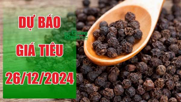 Dự báo giá tiêu ngày 26/12/2024: Quốc tế tăng mạnh, giá nội địa ra sao?