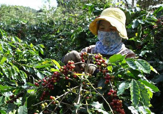 Sau 4 phiên tăng sốc, giá cà phê xuất khẩu Robusta lao dốc