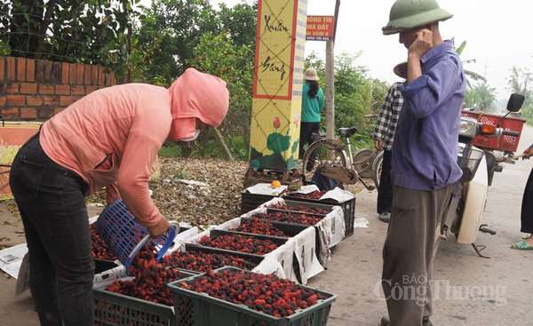 Dâu tằm được mùa, nông dân Hà Nội phấn khởi