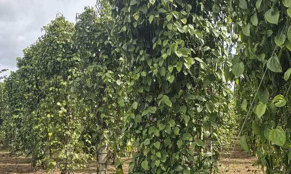 Giá tiêu hôm nay 2/9/2025: Tăng mạnh dịp lễ, vượt 152.000 đồng/kg
