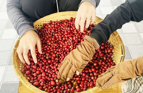Giá cà phê hôm nay, ngày 30/9/2023: Giá cà phê trong nước cao nhất 66.800 đồng/kg