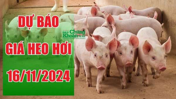 Dự báo giá heo hơi ngày 16/11/2024