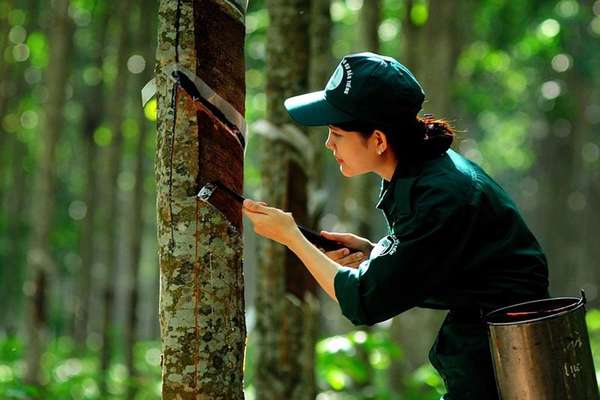 Ngành cao su khởi sắc trong quý đầu năm 2025